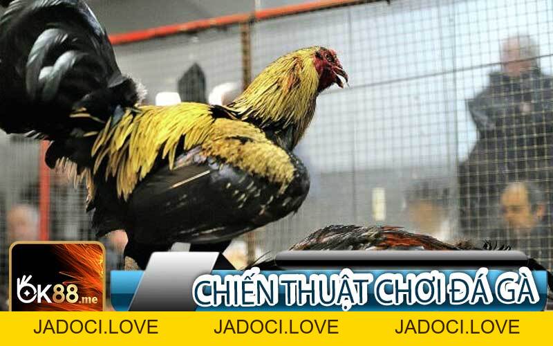 Đá Gà Cựa Sắt ️🏆Những Trận Đấu Đá Gà Sống Động Tại Ok88 - JADOCI