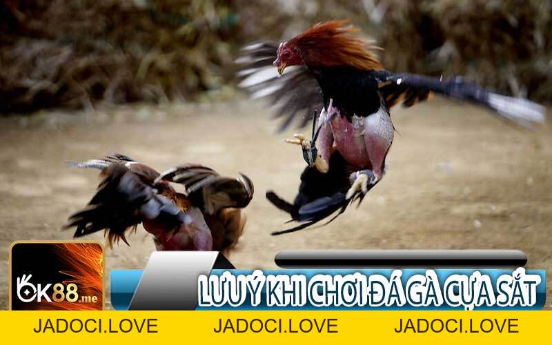 Đá Gà Cựa Sắt ️🏆Những Trận Đấu Đá Gà Sống Động Tại Ok88 - JADOCI
